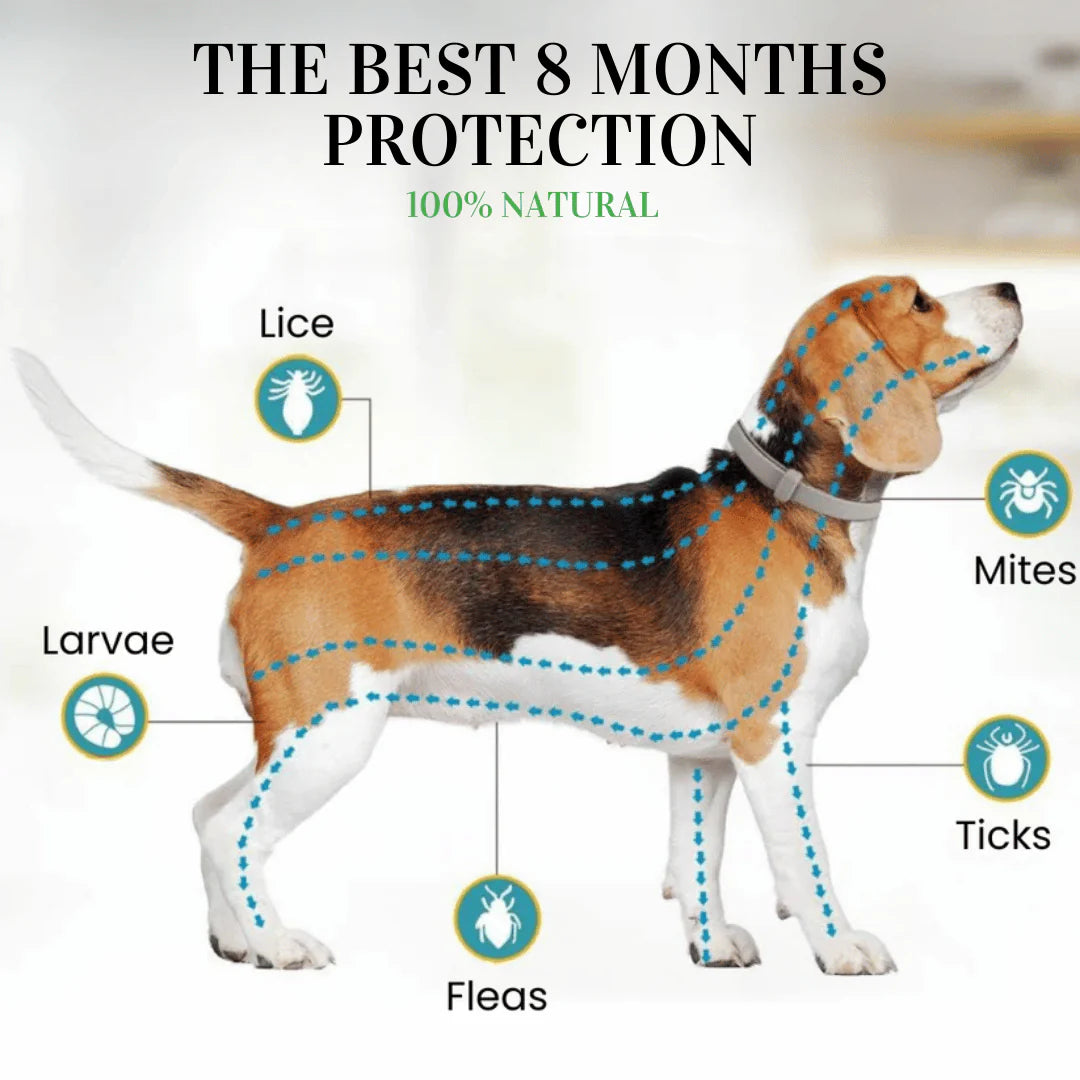 Collar EctoBlok Pet® 8 Meses de Protección Segura y Natural Para tu Peludo